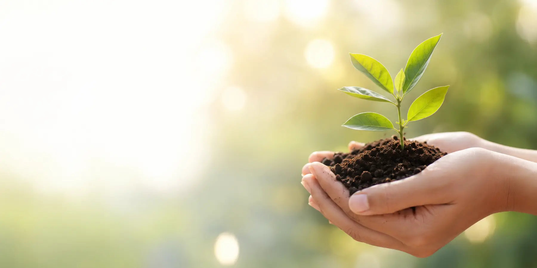 Healthy young plant representing responsible technology reuse